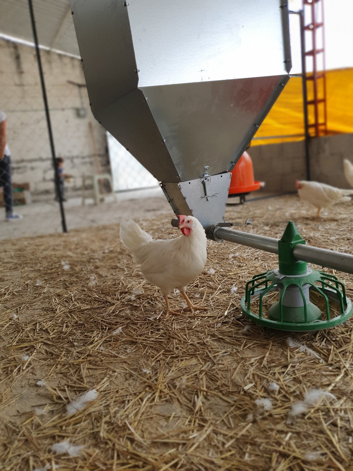 El alimento