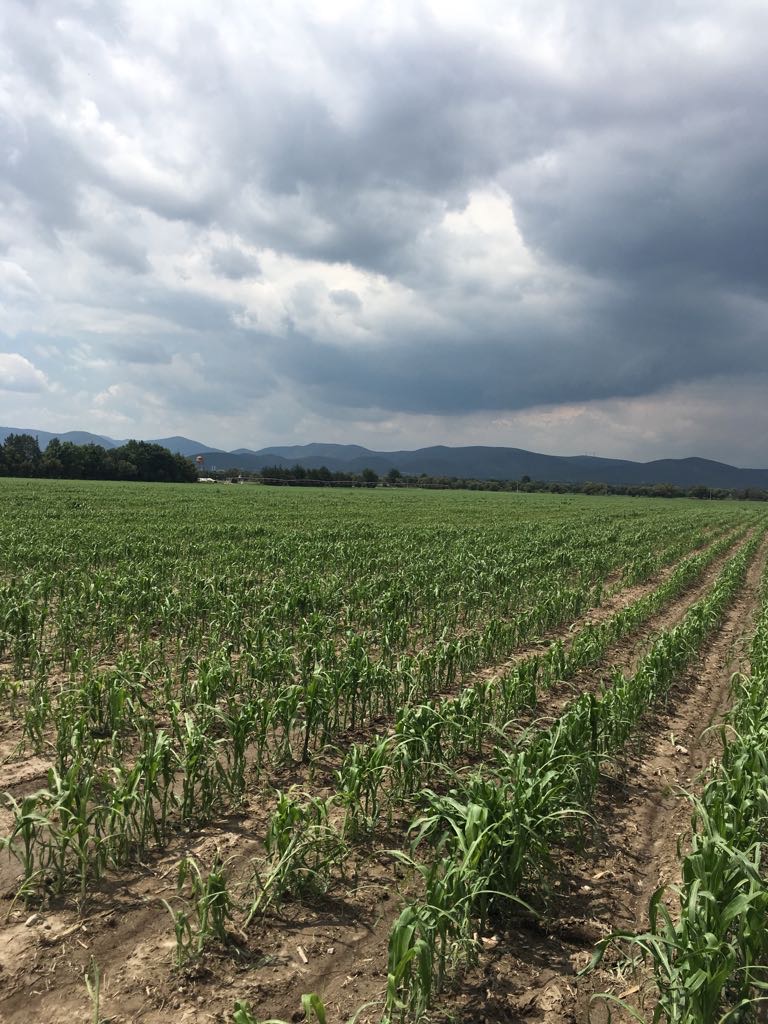 El grano